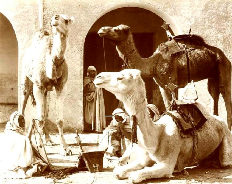 Fichier:Marius MAURE-Biskra-Meharas chameaux coureurs.jpg