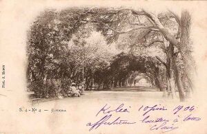 Biskra allee.jpg