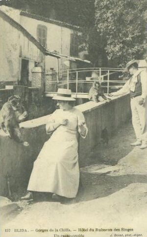 La Chiffa Hôtel Ruisseau Singes.jpg