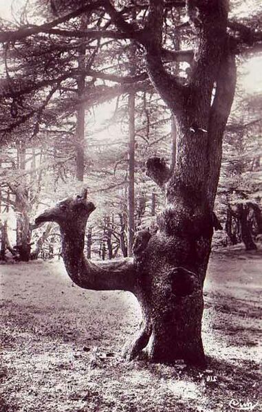 Fichier:Chrea chameau.jpg