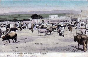 Mateur bestiaux.jpg