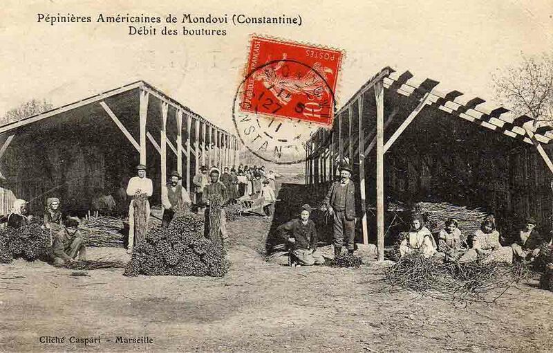 Fichier:Mondovi pepinieres.jpg