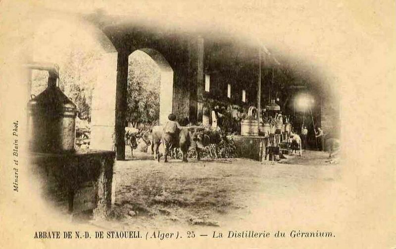 Fichier:Staoueli distil.jpg