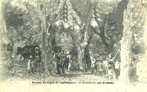 Aïn-Draham Récolte de liège.jpg