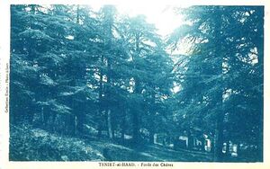 Teniet el Haad Fôret des cèdres.jpg