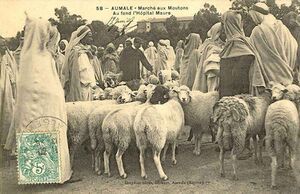 Mouton aumale.jpg