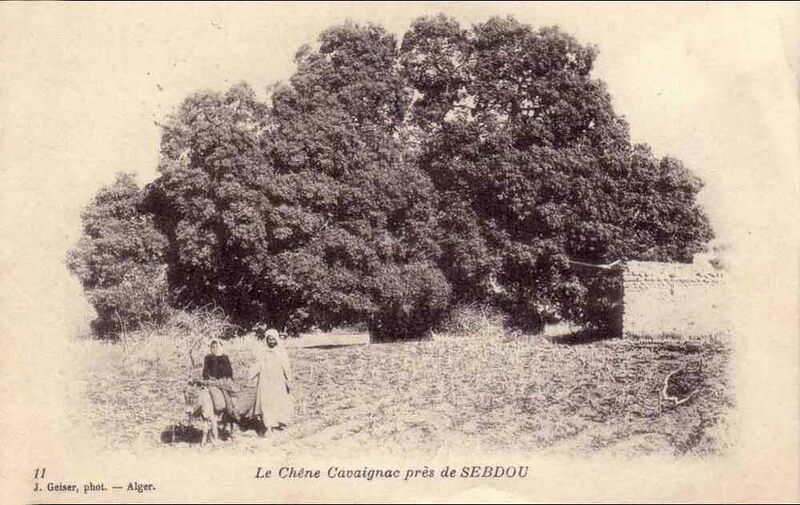 Fichier:Cavaignac chene.jpg